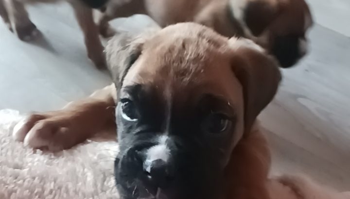 Boxer puppies