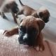 Boxer puppies