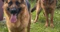 2 German shepherds for sale