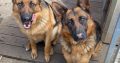 2 German shepherds for sale