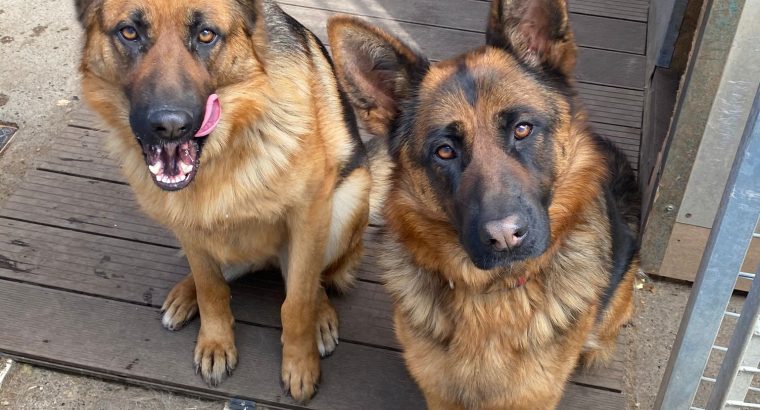 2 German shepherds for sale