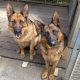 2 German shepherds for sale