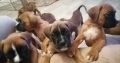 Boxer puppies