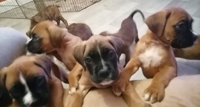 Boxer puppies