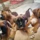 Boxer puppies