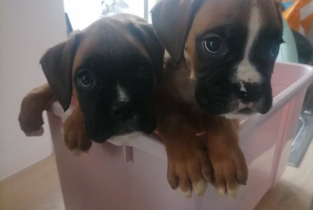 Boxer puppies