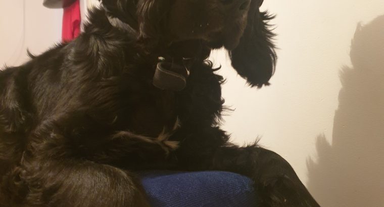 Sprocker spaniel for sale