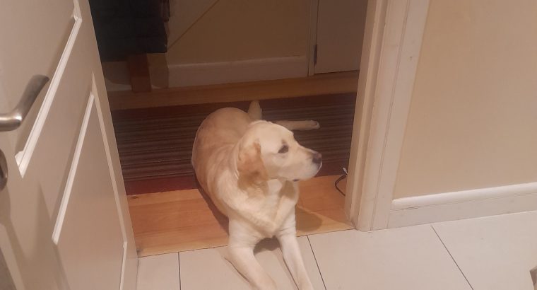 10 month labrador