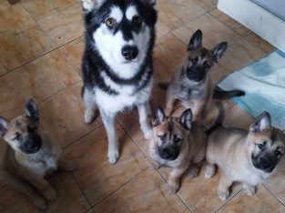 Alaskan Malamute x Belgian mallinois