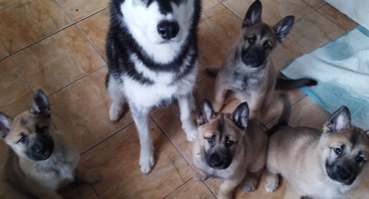 Alaskan Malamute x Belgian mallinois