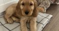 ICK registered golden female cocker spaniel puppy