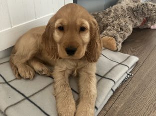 ICK registered golden female cocker spaniel puppy