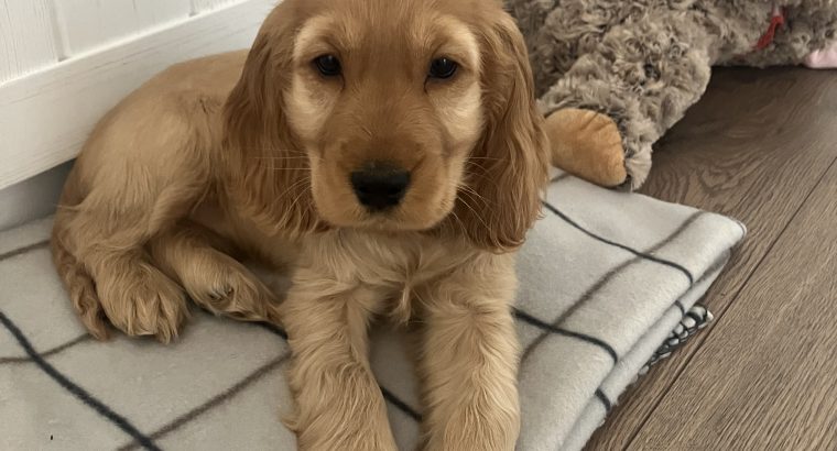 ICK registered golden female cocker spaniel puppy