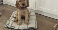 ICK registered golden female cocker spaniel puppy