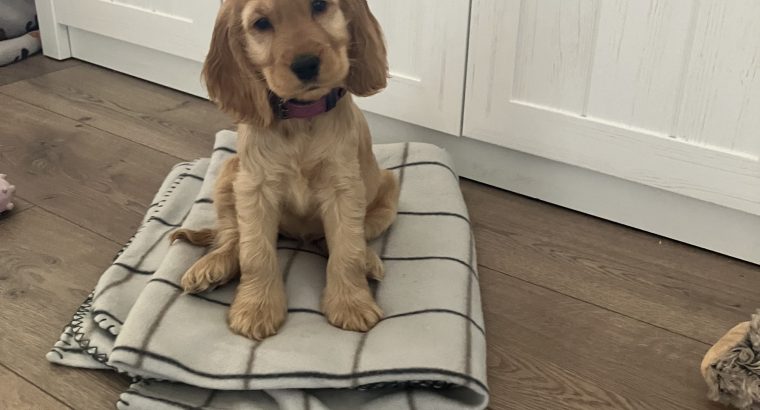 ICK registered golden female cocker spaniel puppy