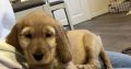 ICK registered golden female cocker spaniel puppy