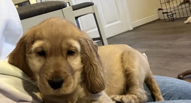 ICK registered golden female cocker spaniel puppy