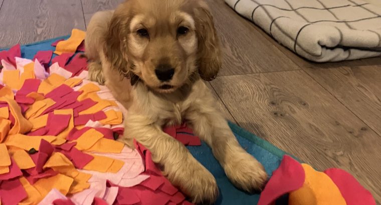 ICK registered golden female cocker spaniel puppy