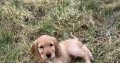 ICK registered golden female cocker spaniel puppy