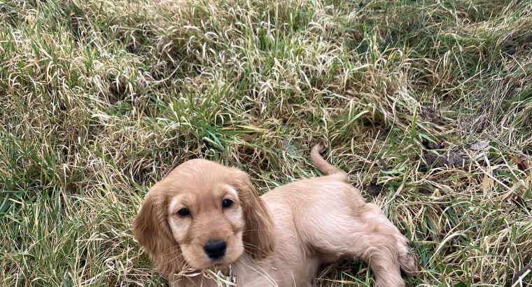 ICK registered golden female cocker spaniel puppy