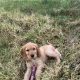 ICK registered golden female cocker spaniel puppy