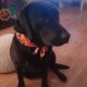 Black lab dog female 2 years old