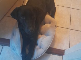 Black lab dog female 2 years old