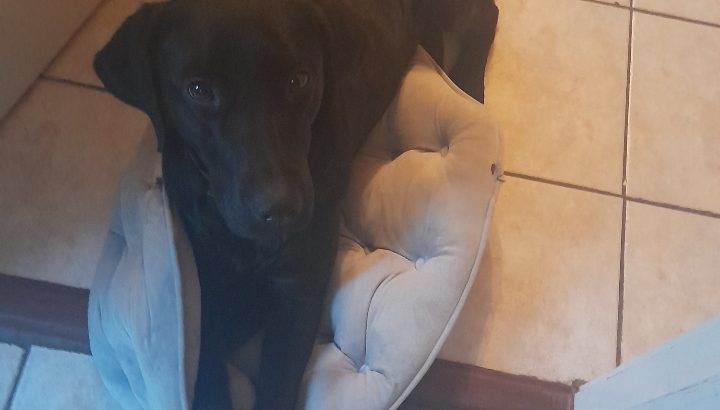 Black lab dog female 2 years old