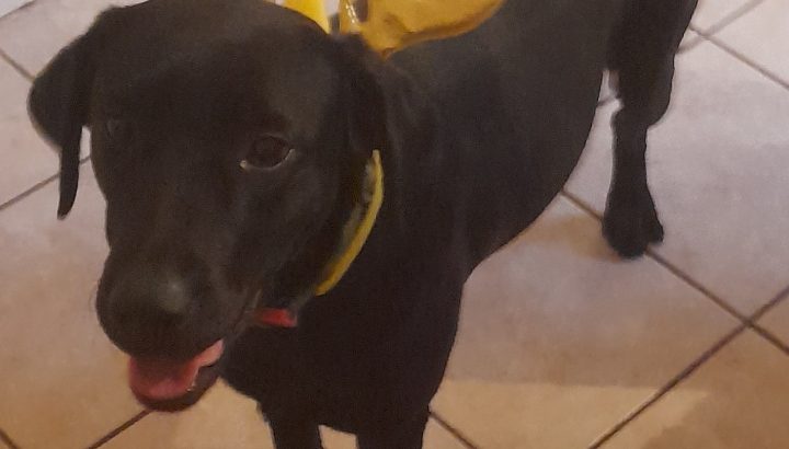 Black lab dog female 2 years old