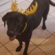 Black lab dog female 2 years old