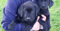 Purebred 9 week old Black Labrador puppies