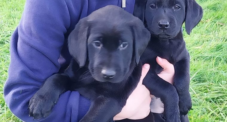 Purebred 9 week old Black Labrador puppies