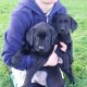 Purebred 9 week old Black Labrador puppies