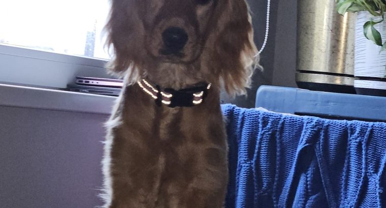 7 months old Cocker spaniel