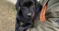 Purebred 9 week old Black Labrador puppies