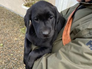 Purebred 9 week old Black Labrador puppies