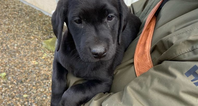 Purebred 9 week old Black Labrador puppies