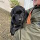 Purebred 9 week old Black Labrador puppies