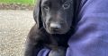 Purebred 9 week old Black Labrador puppies