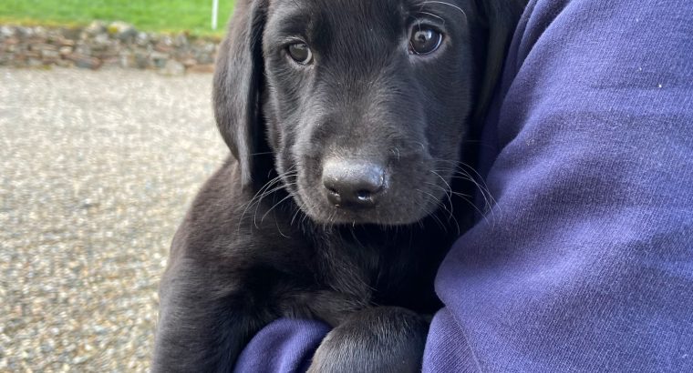 Purebred 9 week old Black Labrador puppies