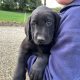 Purebred 9 week old Black Labrador puppies