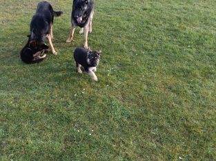 German Shepard pups