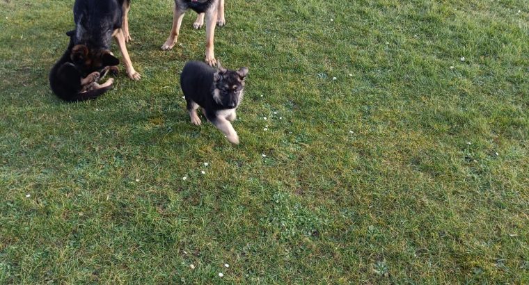 German Shepard pups