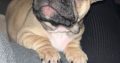 Standard pedigree french bulldog puppies