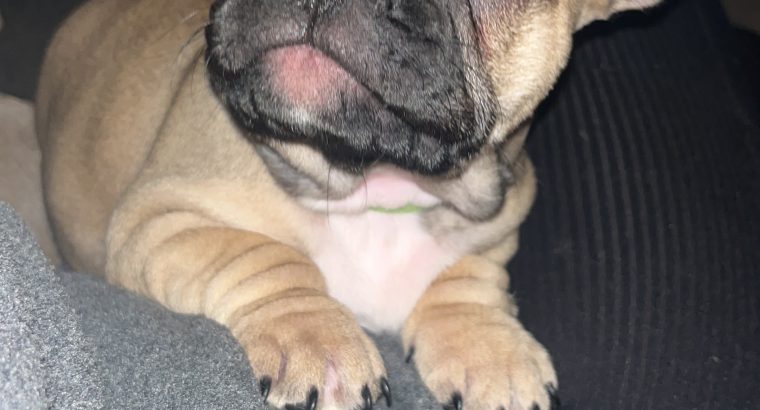 Standard pedigree french bulldog puppies