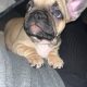 Standard pedigree french bulldog puppies