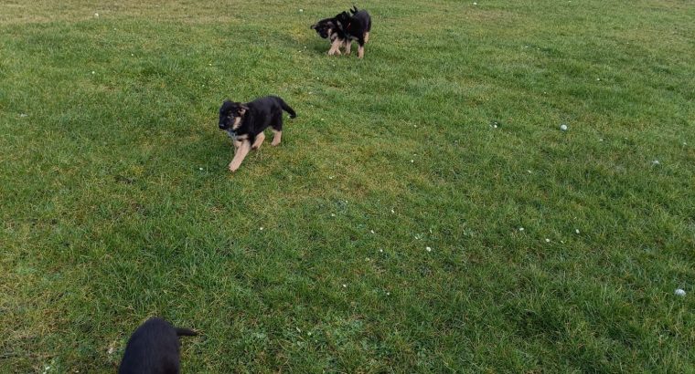 German Shepard pups