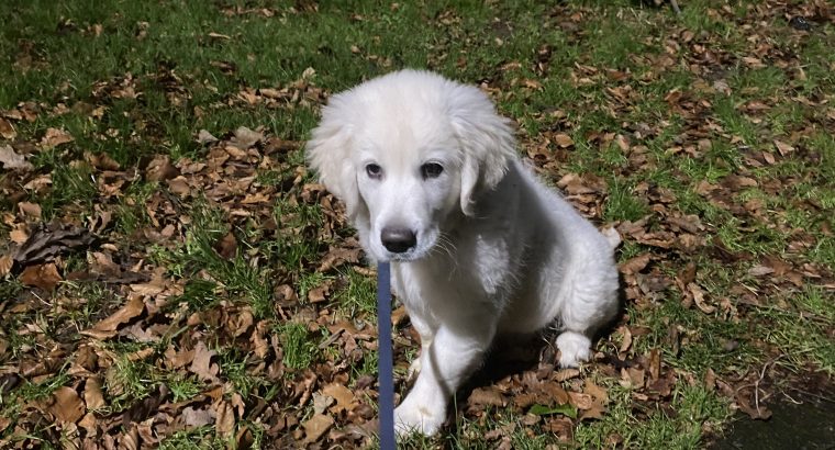 Golden retriever