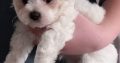 Bichon x Maltese puppies ( maltichon)