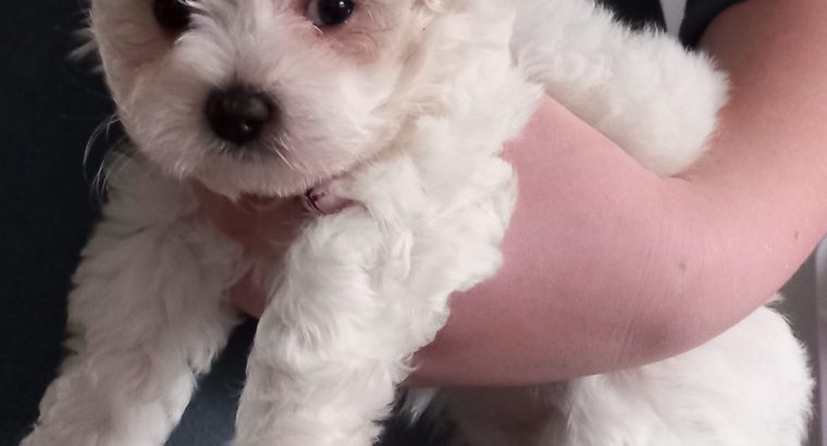 Bichon x Maltese puppies ( maltichon)